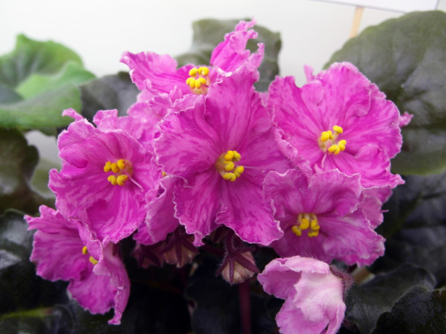 Pretty n`Pink