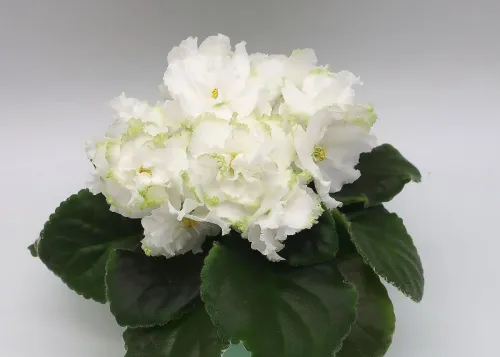 Яника-Селена.webp