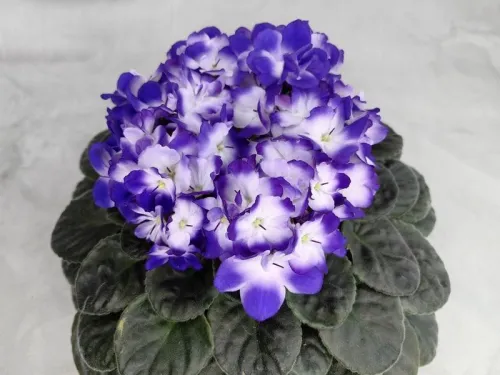 Optimara Looxoo Gordeous.webp