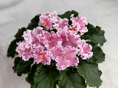 НД-Ливадия.webp