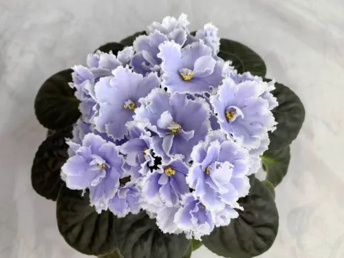 РМ-Легкий Бриз.webp