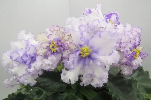 ТФ-Северное Сияние.webp