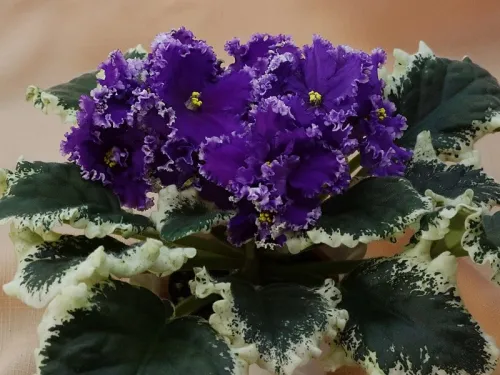 РС-Ловелас