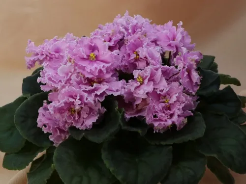 ЛФ-Фламинго
