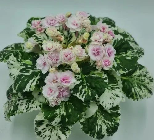 Watermelon Snow