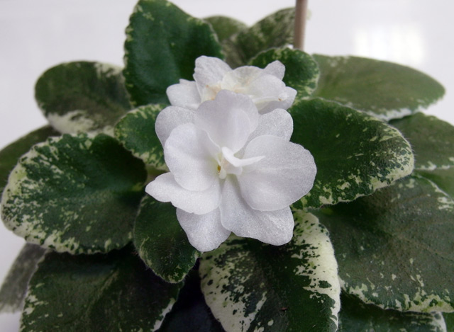White Dew