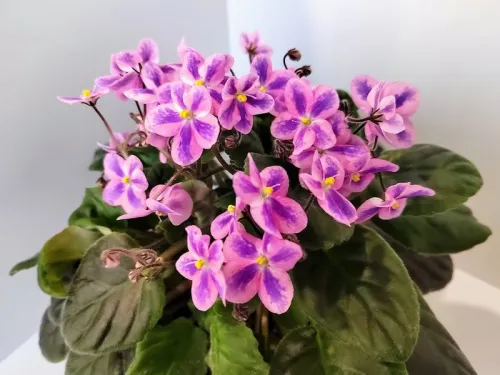 Эффект Бабочки (химера).webp