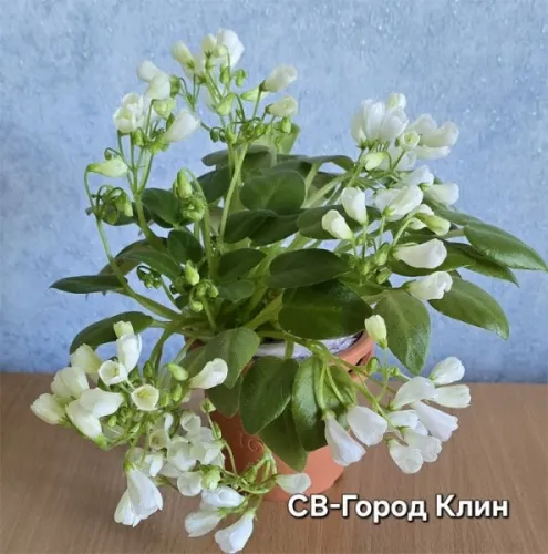 св-Город-Клин.webp