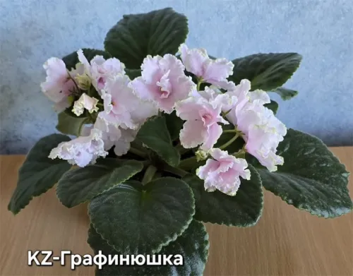 kz-Графинюшка.webp
