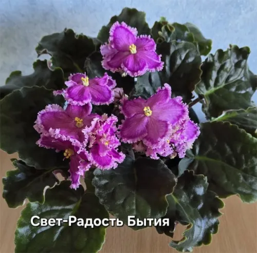 свет-Радость-Бытия.webp