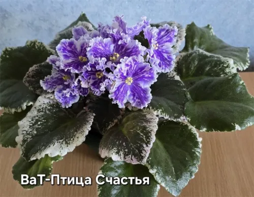 ват-Птица-Счастья.webp