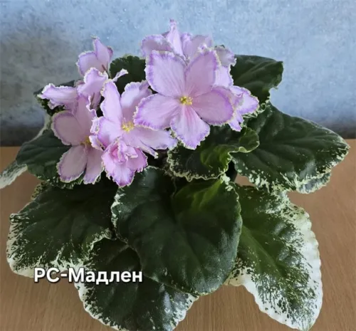 рс-Мадлен.webp
