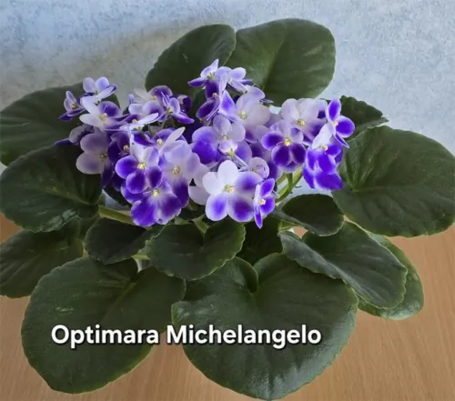 Optimara-Michelangelo.webp
