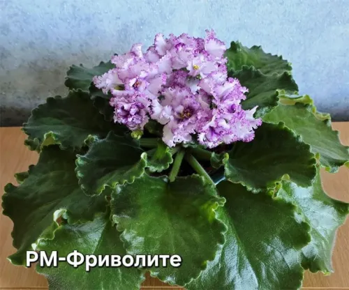 рм-Фриволите.webp