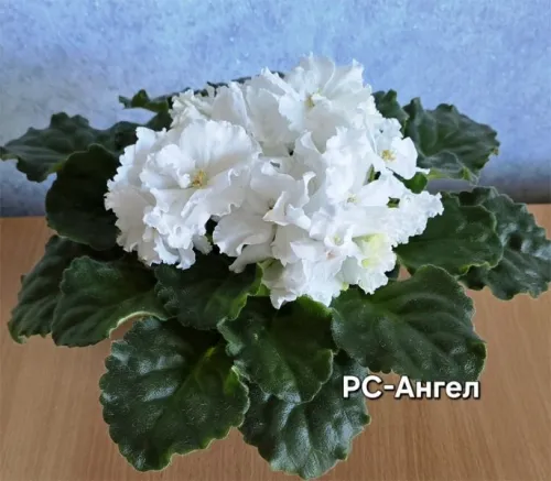 рс-Ангел.webp