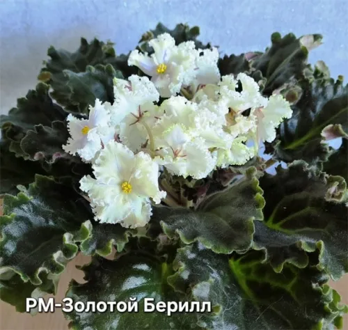 рм-Золотой-Берилл.webp