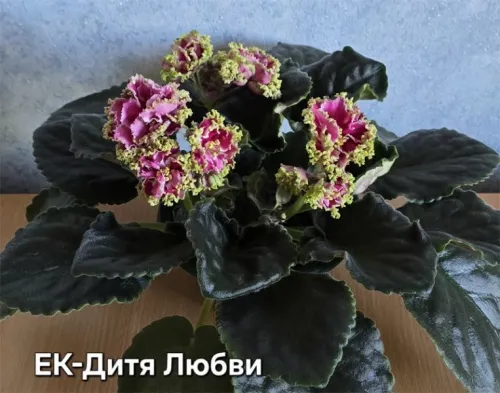 ек-Дитя-Любви.webp