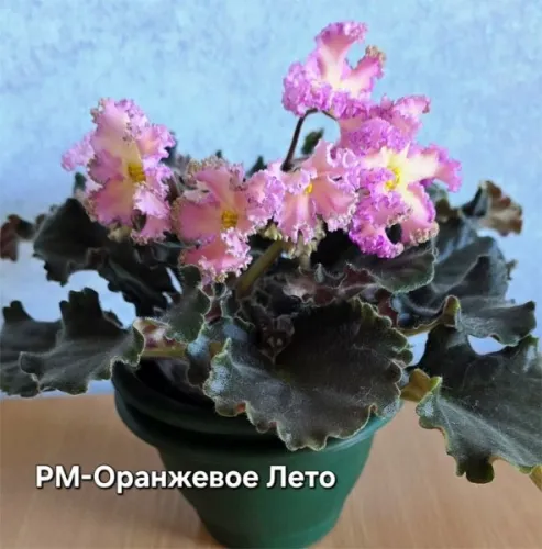 рм-Оранжевое-Лето.webp