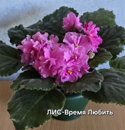 лис-Время-Любить.webp