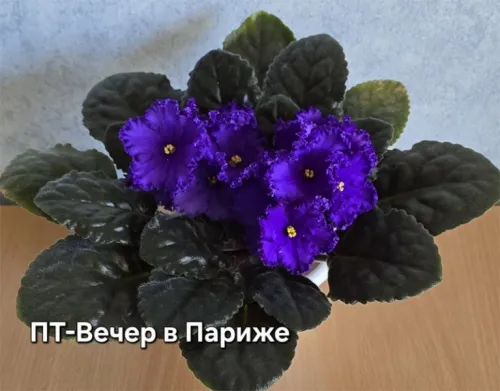 пт-Вечер-в-Париже.webp