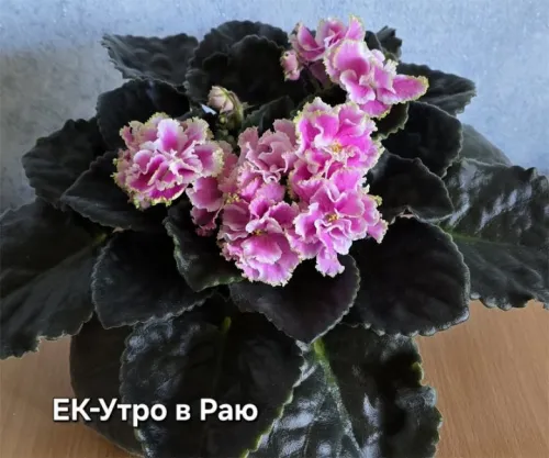 ек-Утро-в-Раю.webp