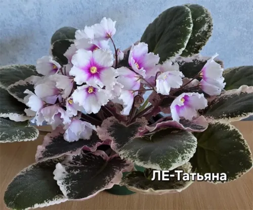 ле-татьяна.webp
