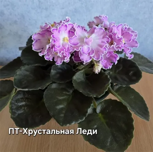 пт-Хрустальная-Леди.webp