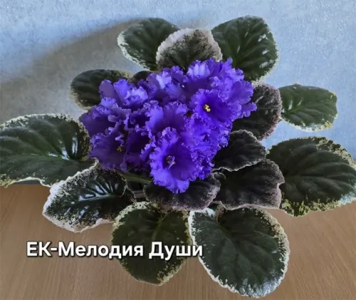 ек-Мелодия-Души.webp