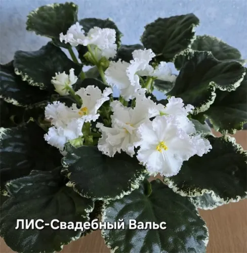 лис-Свадебный-Вальс.webp