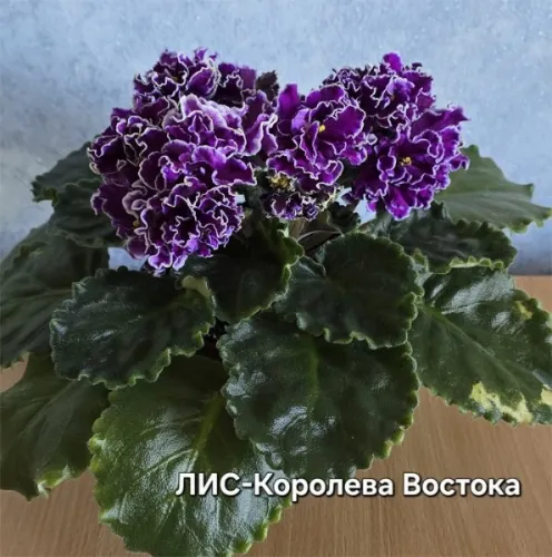 лис-Королева-Востока.webp