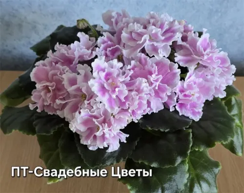 пт-Свадебные-Цветы.webp