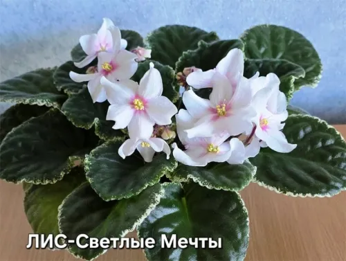 лис-Светлые-Мечты.webp