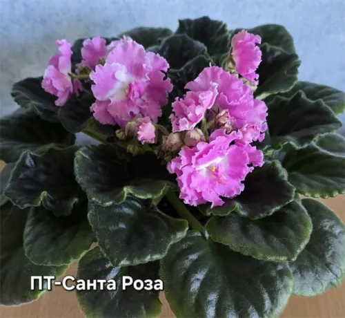 пт-Санта-Роза.webp