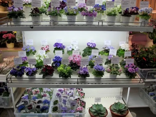 IMG_2379.webp