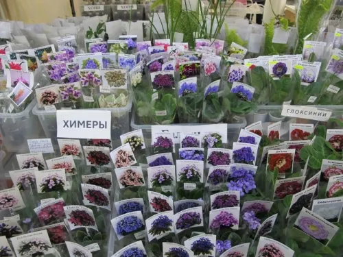 IMG_2384.webp