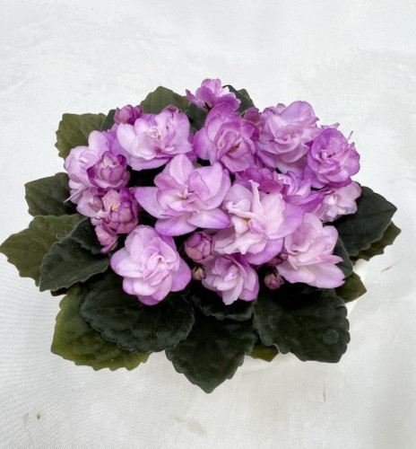Ness Satin Rose.JPEG