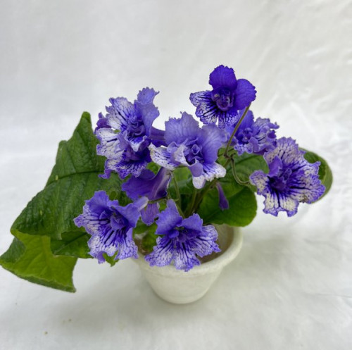 Blue Frils.JPEG