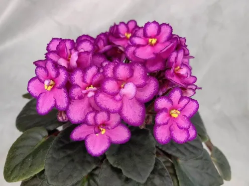 Rhapsodie Michelle II.webp