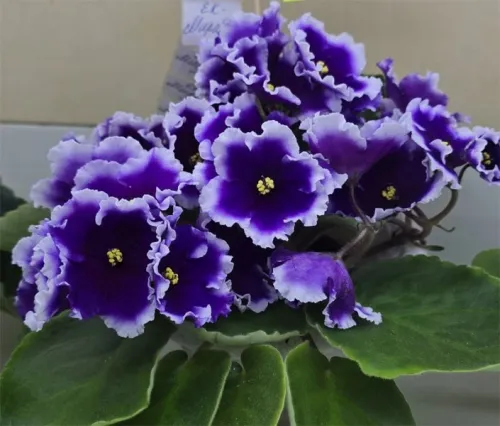 Федорова_ек-мирабилис.webp