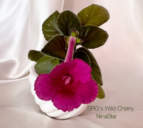 SRG‘s Wild Cherry