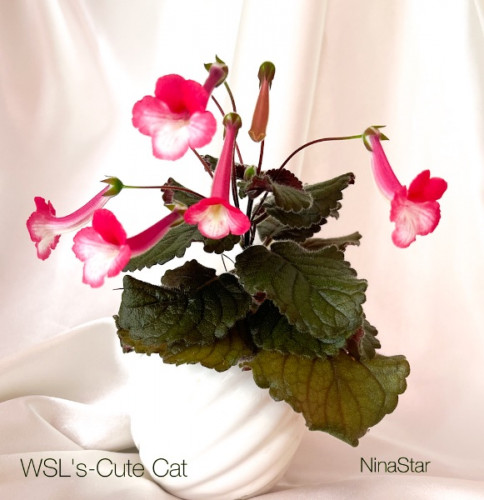WSL's-Cute Cat