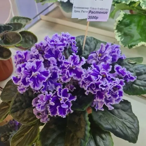 Calico Quenn, химера