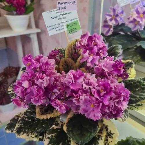 Apache Primrose