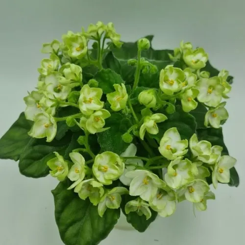 Emerald Love