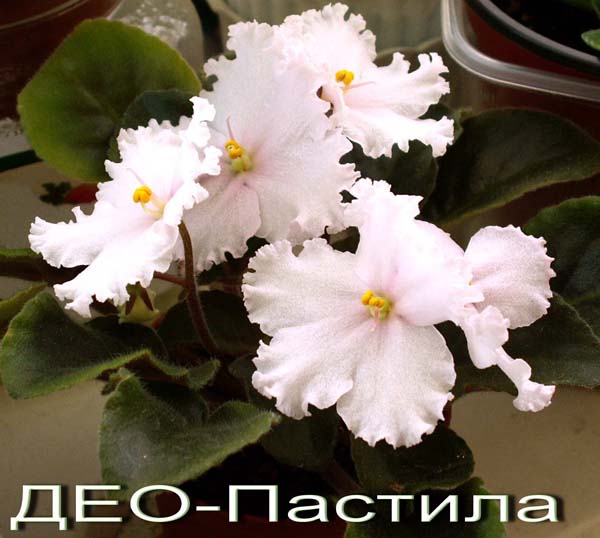 ДЕО-Пастила
