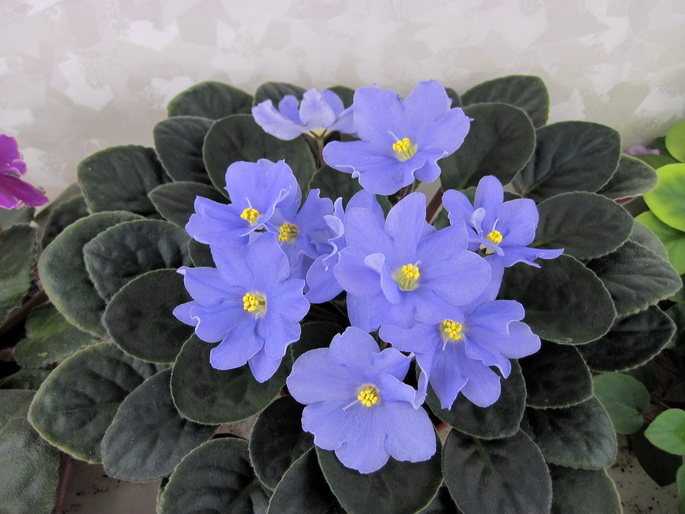 Rhapsody Clementine