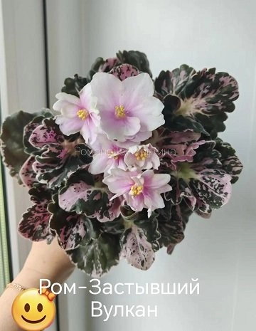 Ром-Застывший Вулкан, сорт на 2027 год.