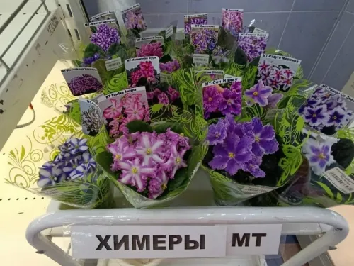 KPpVAHtKxZitKXy0MR93PXONq21QkHRmATfAinGM-ZoAd13ebL32U4iqx7Gzqot8hyzofTTM9C05E_MLheOPimWaX1SgPQ.webp