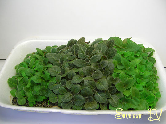 Куча-сеянцев.jpg