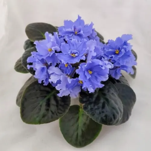 1000120312.webp